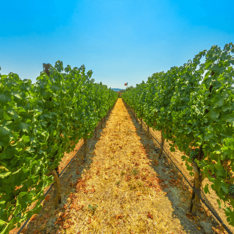 Aanta Ynez Valley Vineyards