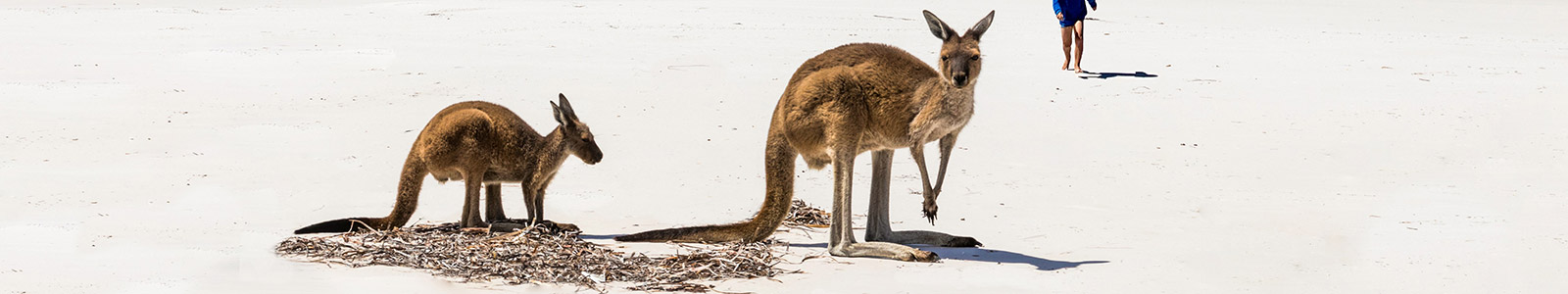 Kangaroos Native to Australia