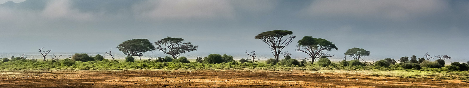 Africa Safari