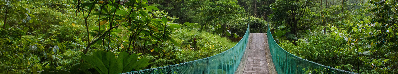 Suspension bridge of rainforest