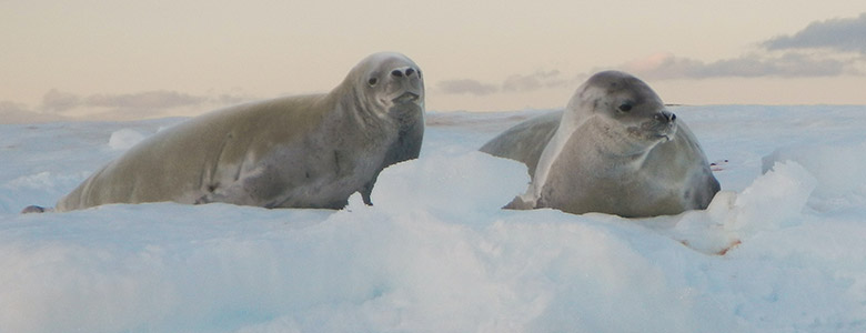 Antarctica Seals